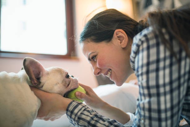 Inside Pet Friendly Hotel Rooms: Features That Keep Tails Wagging