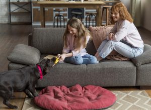 Pet Friendly Room